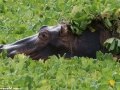 South-Luangwa-3-1-55