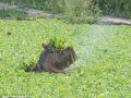 South-Luangwa-3-1-57