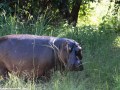 South-Luangwa-4-2-11