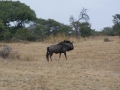 Antelope horseback-12