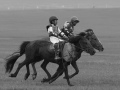 Horse-Race-19