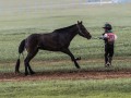 Horse-Race-28