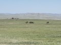 Horse-Race-32