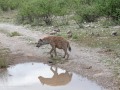 Samburu-13