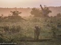 Hyena-10