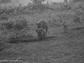 Hyena-13