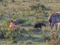 Hyena-5