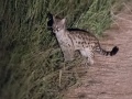 South-Luangwa-4-2-41-23