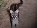 South-Luangwa-4-2-41-26