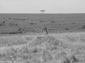 DSC_8167