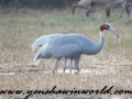 Keoladeo (11)