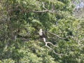 Lake Tana-36