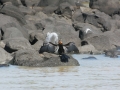 Lake Tana-6
