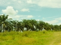 Landscapes-3