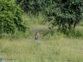 South-Luangwa-3-1-10