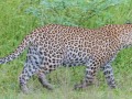South-Luangwa-3-1-13
