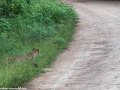 South-Luangwa-3-1-16