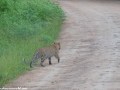 South-Luangwa-3-1-17