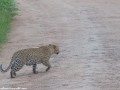 South-Luangwa-3-1-18