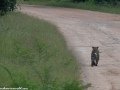 South-Luangwa-3-1-24