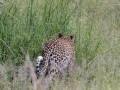 South-Luangwa-3-1-25