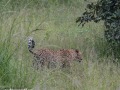 South-Luangwa-3-1-26