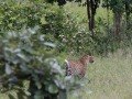 South-Luangwa-3-1-28