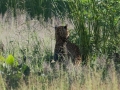 South-Luangwa-4-2-13