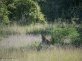 South-Luangwa-4-2-16