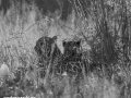 South-Luangwa-4-2-17