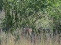 South-Luangwa-4-2-19