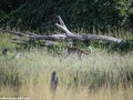 South-Luangwa-4-2-21