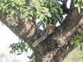 South-Luangwa-5-1-10