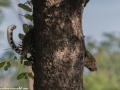 South-Luangwa-5-1-11