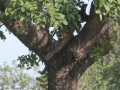 South-Luangwa-5-1-8