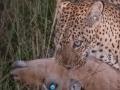 Leopard-Kill-46