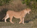 mara-lions-27