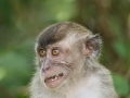 Long Tail Macaque (13 of 49)