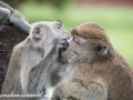 Long Tail Macaque (48 of 49)