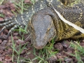 Lake Manyara-156