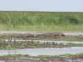 Lake Manyara-162