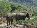 Lake Manyara-190