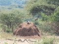 Lake Manyara-193