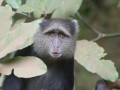 Lake Manyara-269