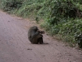 Lake Manyara-279