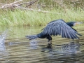 Lake Mapourika-10