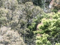 Lake Mapourika-12