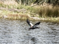 Lake Mapourika-6