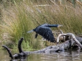 Lake Mapourika-8