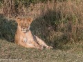 mara-lions-13